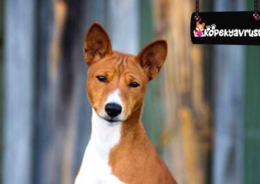 Basenji Ömrü Ne Kadar