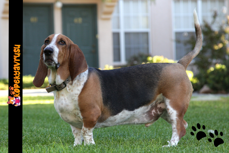 Basset Hound Süs Köpeği , Süs Köpeği Fiyatları , Köpek Fiyatları
