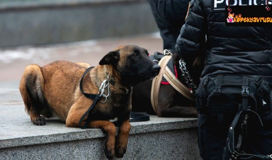 Belçika Kurdu Köpek Irkının Özellikleri ve Bakımı