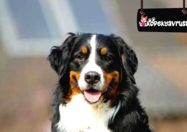 Bernese Dağ Köpeği Ömrü Ne Kadar