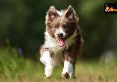 Border Collie Köpek Irkının Özellikleri ve Bakımı