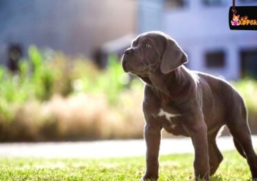 Cane Corso Köpek Irkının Özellikleri ve Bakımı