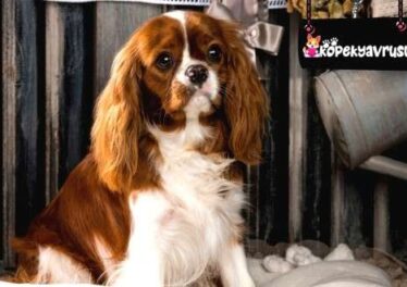 Cavalier King Charles Ömrü Ne Kadar