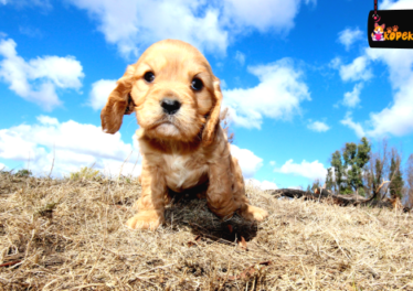 Cavapoo Köpek Irkının Özellikleri ve Bakımı