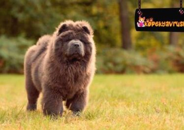 Chow Chow (Çin Aslanı) Köpek Irkının Özellikleri Ve Bakımı