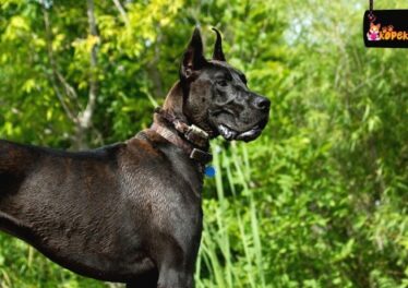 Danua Köpek Irkının Özellikleri Ve Bakımı