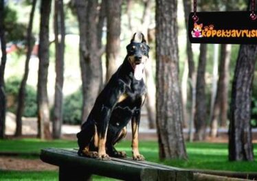 Doberman Köpek Yasak Mı