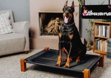 Doberman Köpek Irkının Özellikleri ve Bakımı