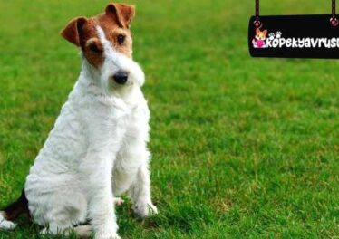 Fox Terrier Ömrü Ne Kadar