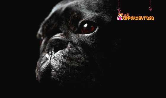 French Bulldog Köpek Irkının Özellikleri ve Bakımı