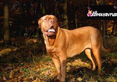 French Mastiff Ömrü Ne Kadar