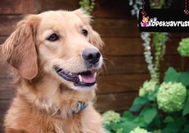 Golden Retriever Kepek Ve Deri Soyulması