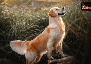 Golden Retriever Köpek Irkının Özellikleri ve Bakımı