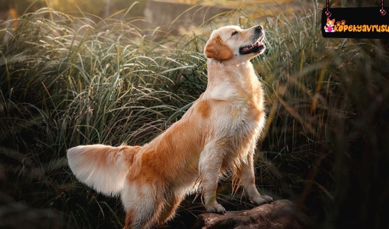 Golden Retriever Köpek Irkının Özellikleri ve Bakımı