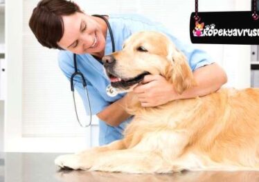 Golden Retriever Köpeklerde Egzama Hastalığı