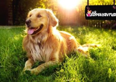 Golden Retriever Ömrü Ne Kadar