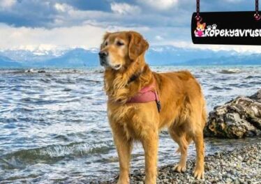 Golden Retriever Köpeklerde Görülen Hastalıklar