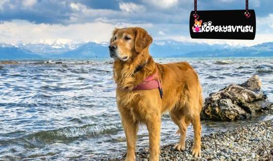 Golden Retriever Köpeklerde Görülen Hastalıklar