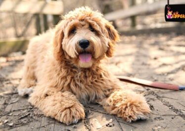 Goldendoodle Köpek Irkının Özellikleri ve Bakımı