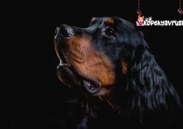 Gordon Setter Ömrü Ne Kadar