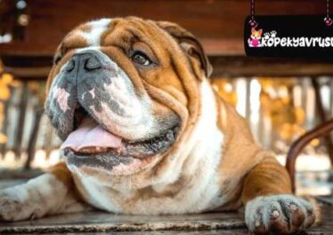 İngiliz Bulldog Ömrü Ne Kadar