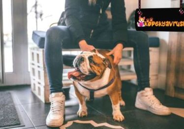 İngiliz Bulldog Köpek Irkının Özellikleri Ve Bakımı