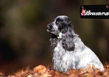 İngiliz Cocker Spaniel Ömrü Ne Kadar