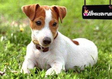 Jack Russel Ömrü Ne Kadar