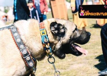 Kangal (Sivas Kangalı) Köpek Irkının Bakımı ve Özellikleri