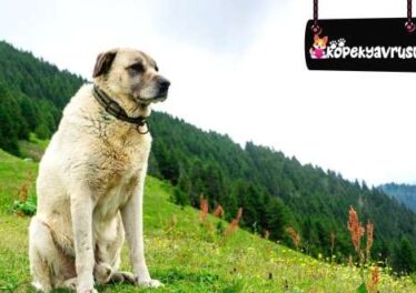 Kangal Özellikleri Ve Bakımı