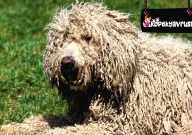 Komondor Ömrü Ne Kadar