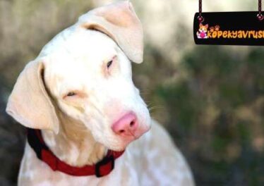 Köpeklerde Albino Hastalığı