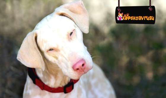 Köpeklerde Albino Hastalığı