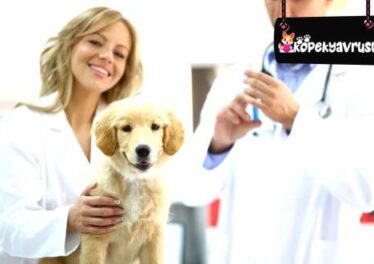 Köpeklerde Bronchine Aşısı