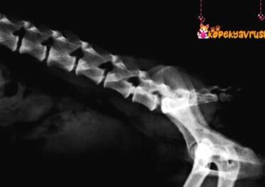 Köpeklerde İntervertebral Disk Hastalığı