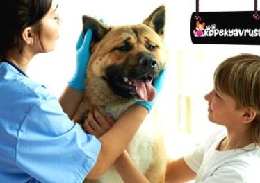 Köpeklerde Kennel Cough Hastalığı