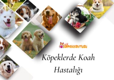 Köpeklerde Koah Hastalığı