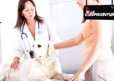 Köpeklerde Mantar Hastalığı Belirtileri