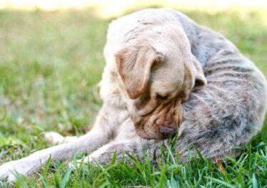 Köpeklerde Sm Hastalığı