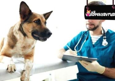 Köpeklerde Tüy Dökme Hastalığı