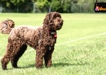 Labradoodle Köpek Irkının Özellikleri ve Bakımı