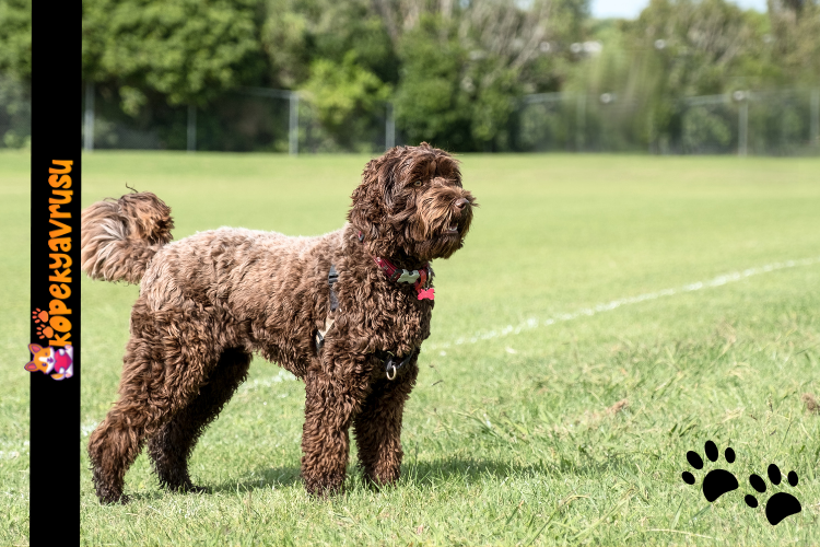 Labradoodle Süs Köpeği , Süs Köpeği Fiyatları , Köpek Fiyatları