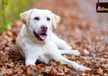 Labrador Retriever Özellikleri Ve Bakımı