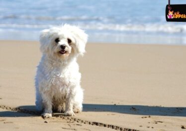 Maltese Terrier Köpek Irkının Özellikleri ve Bakımı