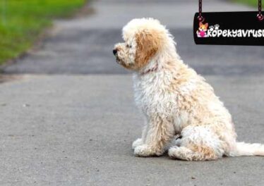 Maltipoo Köpeklerde Kanlı İshal Hastalığı