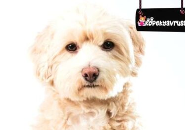 Maltipoo Köpeklerde Sık Görülen Hastalıklar