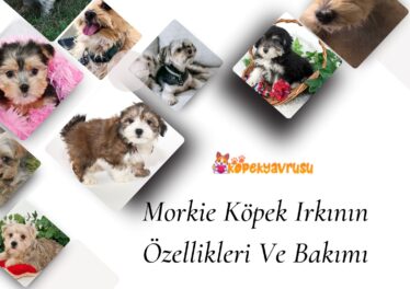 Morkie Köpek Irkının Bakımı Ve Özellikleri