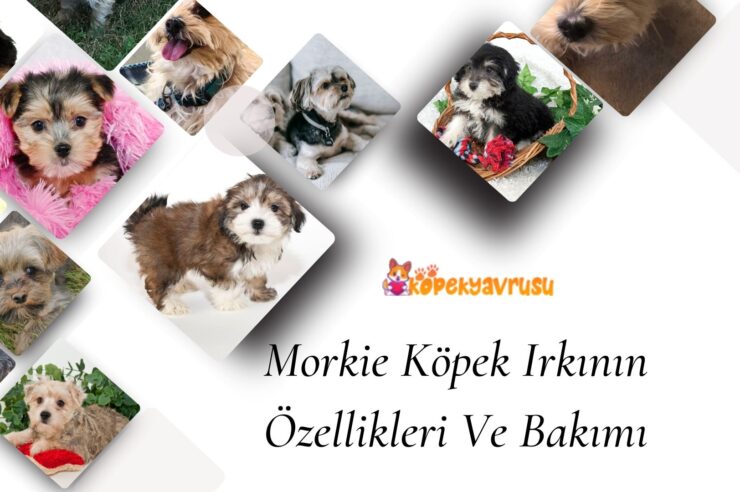 Morkie Köpek Irkının Bakımı Ve Özellikleri