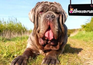 Neapolitan Mastiff Ömrü Ne Kadar