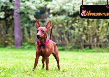 Pinscher Kaç Yavru Doğurur